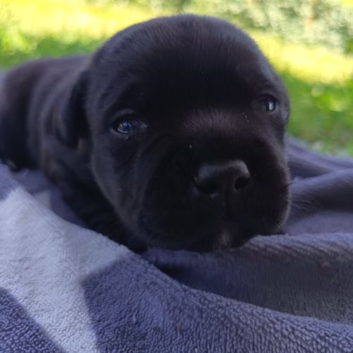 Staffordshire bull terrier #3