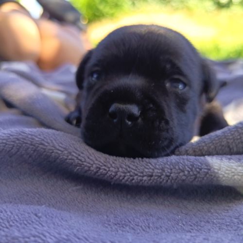 Staffordshire bull terrier #4