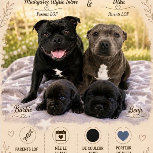 Staffordshire bull terrier #5