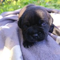 Staffordshire bull terrier #1