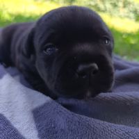 Staffordshire bull terrier #3
