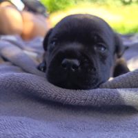 Staffordshire bull terrier #4