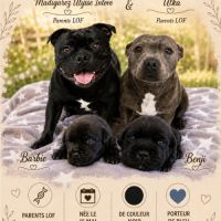 Staffordshire bull terrier #5