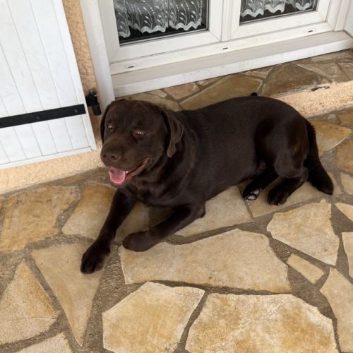Chien de compagnie à donner #2