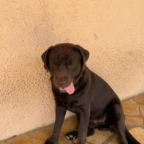 Chien de compagnie à donner #4