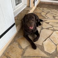 Chien de compagnie à donner