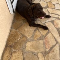 Chien de compagnie à donner #3