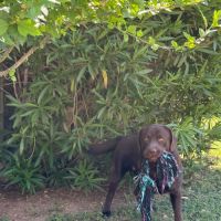Chien de compagnie à donner #5