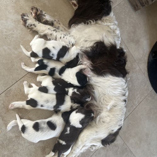 Chiot english springer spaniel #1