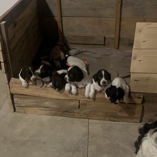 Chiot english springer spaniel #2