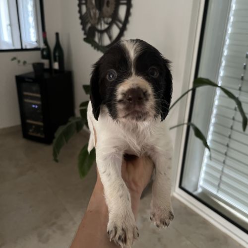 Chiot english springer spaniel