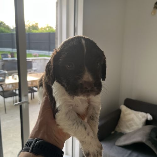Chiot english springer spaniel #4