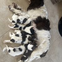 Chiot english springer spaniel #1