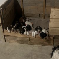 Chiot english springer spaniel #2