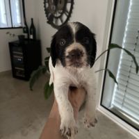 Chiot english springer spaniel
