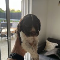 Chiot english springer spaniel #4