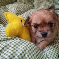 Chiots chihuahuas lof poil long #1