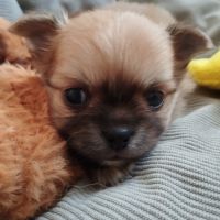 Chiots chihuahuas lof poil long