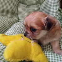 Chiots chihuahuas lof poil long