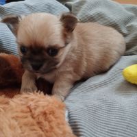 Chiots chihuahuas lof poil long #1