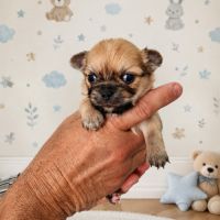 Chiots chihuahuas lof poil long #2