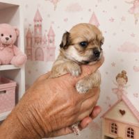 Chiots chihuahuas lof poil long #3