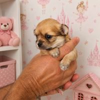 Chiots chihuahuas lof poil long #6