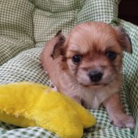 Chiots chihuahuas lof poil long #3