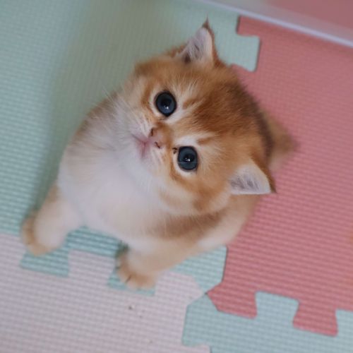 Chatons british shorthair #1