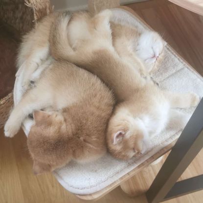 Chatons british shorthair #3