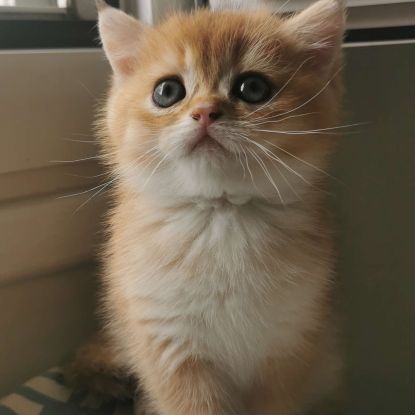 Chatons british shorthair #0