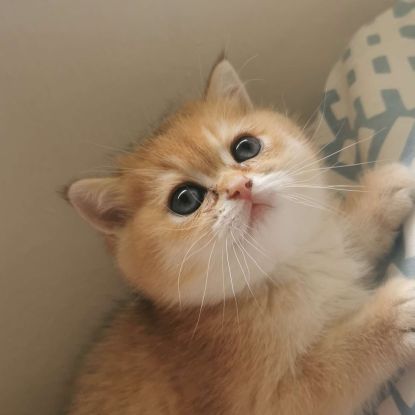 Chatons british shorthair #5