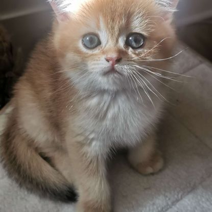 Chatons british shorthair #6