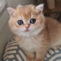 Chatons british shorthair #2