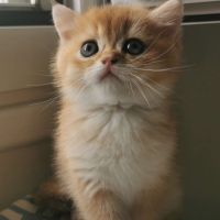 Chatons british shorthair