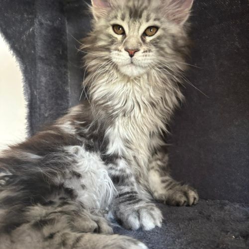 Magnifique mâles maine coon #2