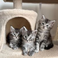 Magnifique mâles maine coon