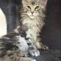 Magnifique mâles maine coon #2