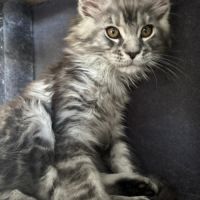Magnifique mâles maine coon #3