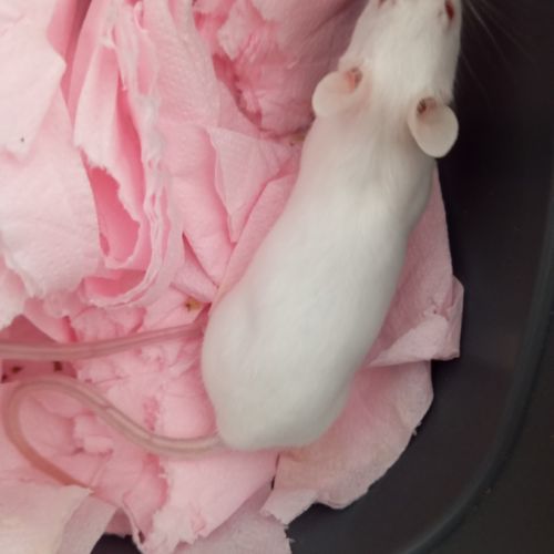 Deux souris blanche a donner #2