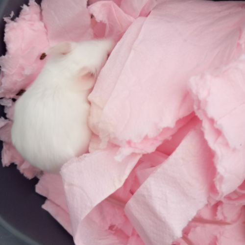 Deux souris blanche a donner