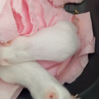 Deux souris blanche a donner #1