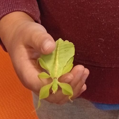 Phyllium philippinicum / oeufs de phasmes feuilles #1