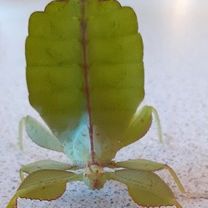 Phyllium philippinicum / oeufs de phasmes feuilles