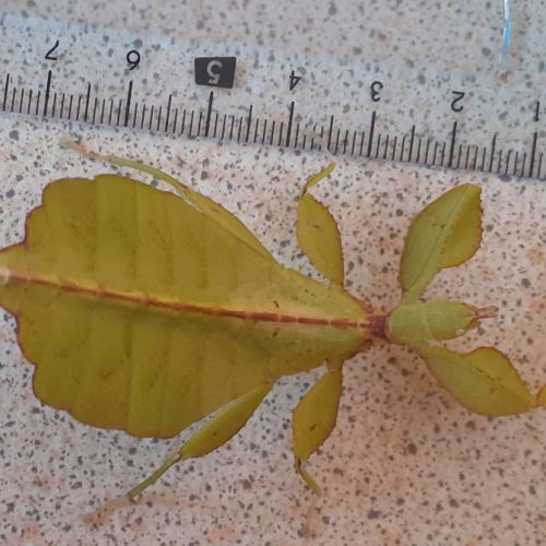 Phyllium philippinicum / oeufs de phasmes feuilles #3