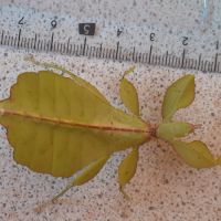 Phyllium philippinicum / oeufs de phasmes feuilles #3