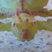 Phyllium philippinicum / oeufs de phasmes feuilles #4