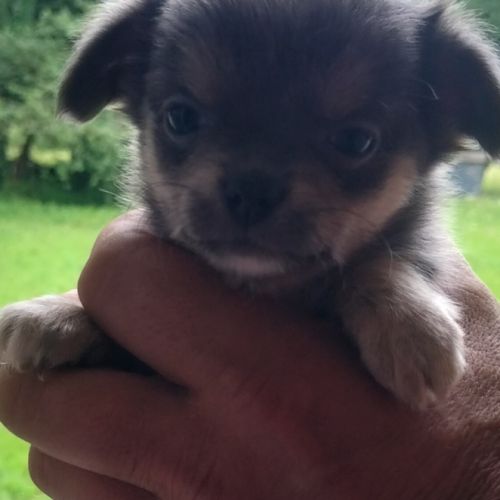 Chiots chihuahua poils longs femelles #1