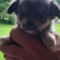 Chiots chihuahua poils longs femelles #1