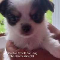 Chiots chihuahua poils longs femelles #3